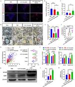 beta Actin Antibody in Western Blot (WB)