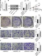 JMJD2C Antibody in Western Blot (WB)