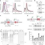 GABRA1 Antibody in Western Blot, Immunoprecipitation (WB, IP)