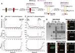 ApoC3 Antibody in Western Blot (WB)