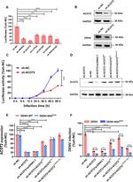 ACOT2 Antibody in Western Blot (WB)