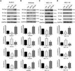 TWIST1 Antibody in Western Blot (WB)
