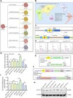 GLUT9 Antibody in Western Blot (WB)