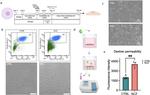 CD31 Antibody in Flow Cytometry (Flow)
