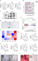 Grancalcin Antibody in Western Blot (WB)