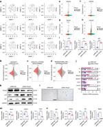 PLXNB2 Antibody in Western Blot (WB)