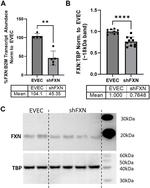 FXN Antibody in Western Blot (WB)