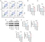 Caspase 3 (Cleaved Asp175) Antibody in Western Blot (WB)