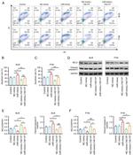 Caspase 3 (Cleaved Asp175) Antibody in Western Blot (WB)