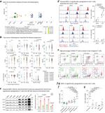 HLA-A Antibody in Western Blot (WB)