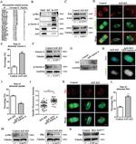 PLK1 Antibody in Western Blot (WB)
