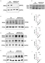 Arfaptin 2 Antibody in Western Blot (WB)