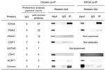 LDHC Antibody in Western Blot (WB)