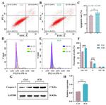 Caspase 3 Antibody in Western Blot (WB)