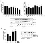 HIF1A Antibody in Western Blot (WB)