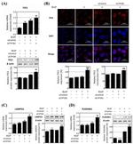 LAMP-2A Antibody in Western Blot (WB)