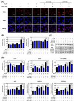 LAMP-2A Antibody in Western Blot (WB)
