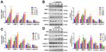 ZIP4 Antibody in Western Blot (WB)