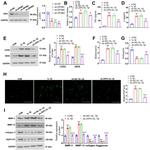 ZIP4 Antibody in Western Blot (WB)