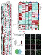 PEX16 Antibody in Western Blot (WB)