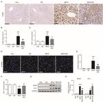 HO-1 Antibody in Western Blot (WB)