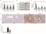CHOP Antibody in Western Blot, Immunohistochemistry (WB, IHC)