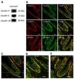 Claudin 18 Antibody in Western Blot (WB)
