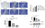 MMP9 Antibody in Western Blot (WB)