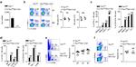 CD3 Antibody in Flow Cytometry (Flow)