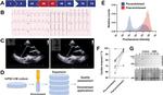 Dystrophin Antibody in Western Blot (WB)