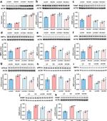 XBP1 Antibody in Western Blot (WB)