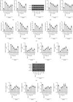 CPEB4 Antibody in Western Blot (WB)