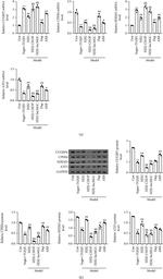 CPEB4 Antibody in Western Blot (WB)