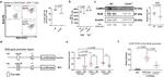 BCL6 Antibody in Western Blot (WB)