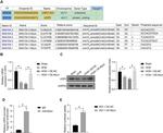 USP2 Antibody in Western Blot (WB)