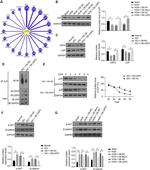 gamma Catenin Antibody in Western Blot (WB)