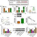 ROCK2 Antibody in Western Blot (WB)