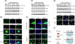 COL1A1 Antibody in Western Blot (WB)