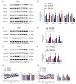 GCK Antibody in Western Blot (WB)