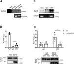 EZH2 Antibody in Western Blot, Immunoprecipitation, ChIP Assay (WB, IP, ChIP)