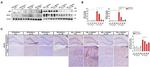 BACE1 Antibody in Western Blot (WB)