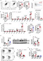 ADAM17 Antibody in Western Blot (WB)