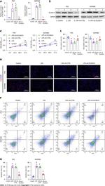 SLC6A14 Antibody in Western Blot (WB)