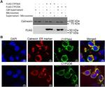 Calnexin Antibody in Western Blot (WB)