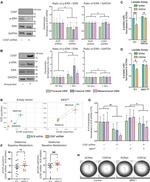 GAPDH Antibody in Western Blot (WB)