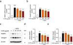 MURF1 Antibody in Western Blot (WB)