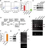 CMG2 Antibody in Western Blot (WB)