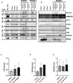 Mimecan Antibody in Western Blot (WB)