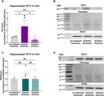 TET1 Antibody in Western Blot (WB)