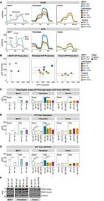 VDAC Antibody in Western Blot (WB)